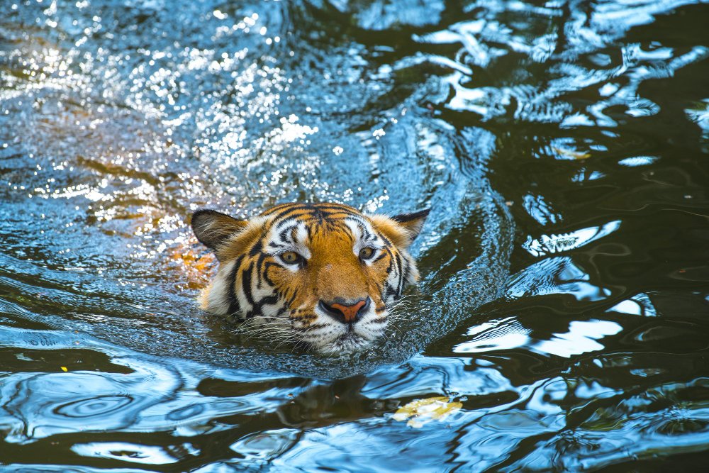 Anatominiai prisitaikymai, leidžiantys tigrui puikiai plaukti