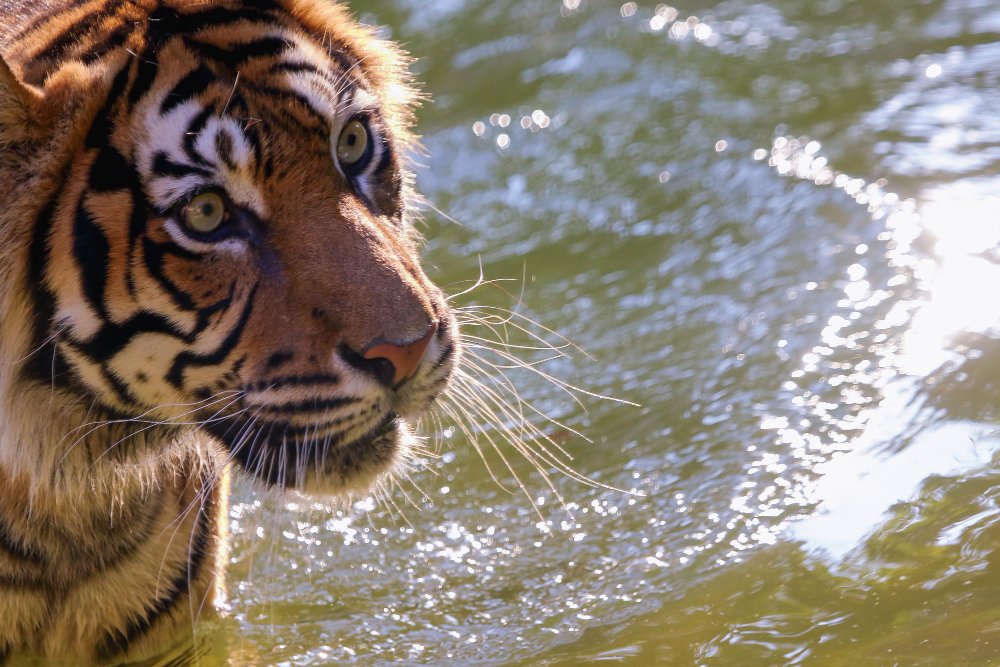 Ar visi tigrai plaukia vienodai? Potipių skirtumai