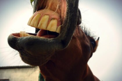 Arklio dantys: augimas, priežiūra ir amžiaus nustatymas pagal dantis