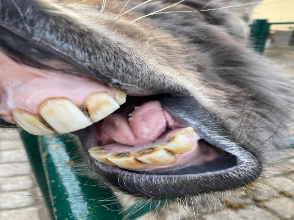 Kaip prižiūrėti arklio dantis?