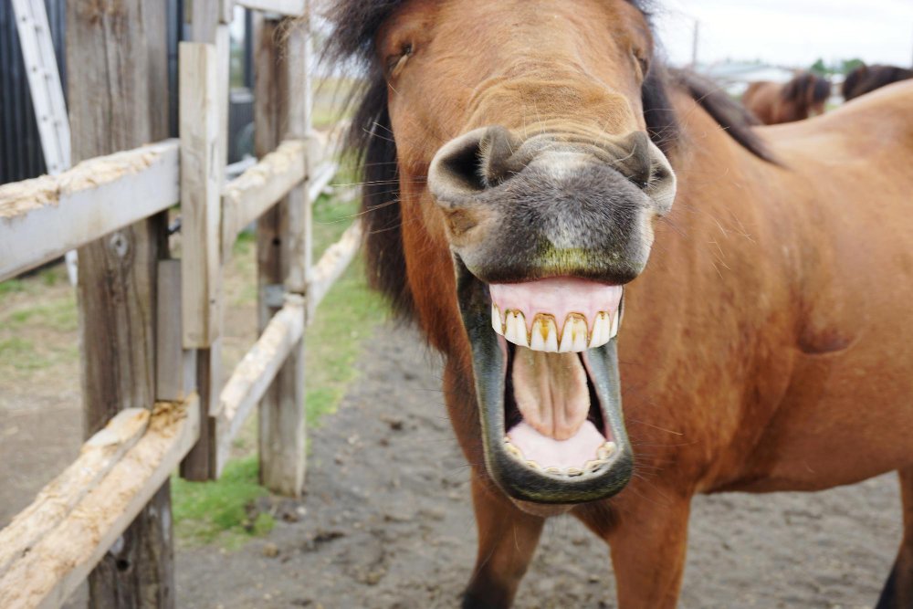 Kaip nustatyti arklio amžių pagal dantis?