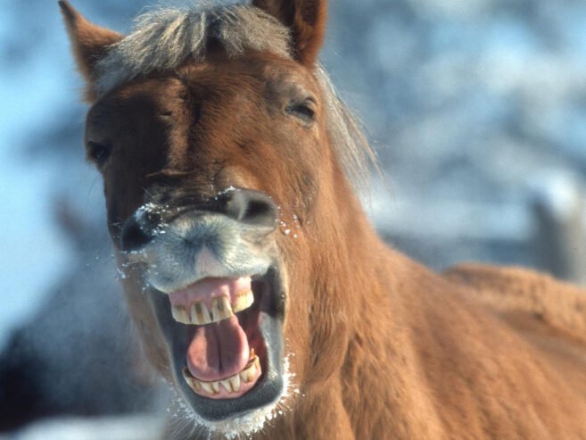 Arklio dantų augimas ir sandara