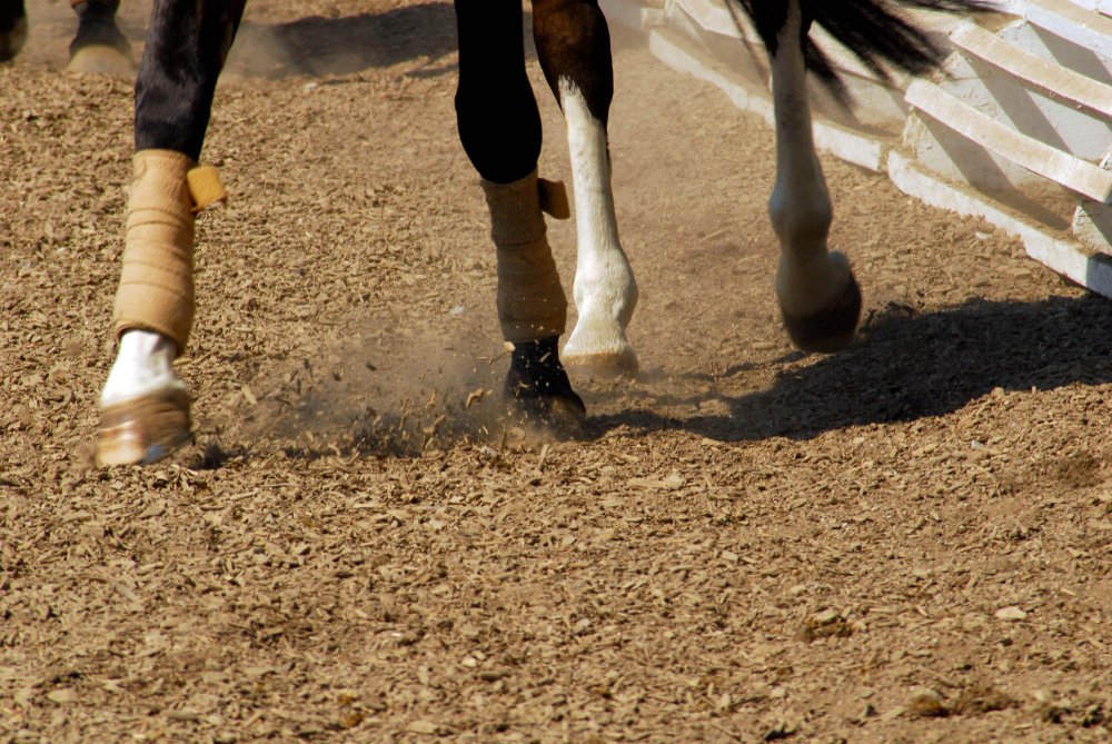 Kaip veikia kanopos biomechanika?