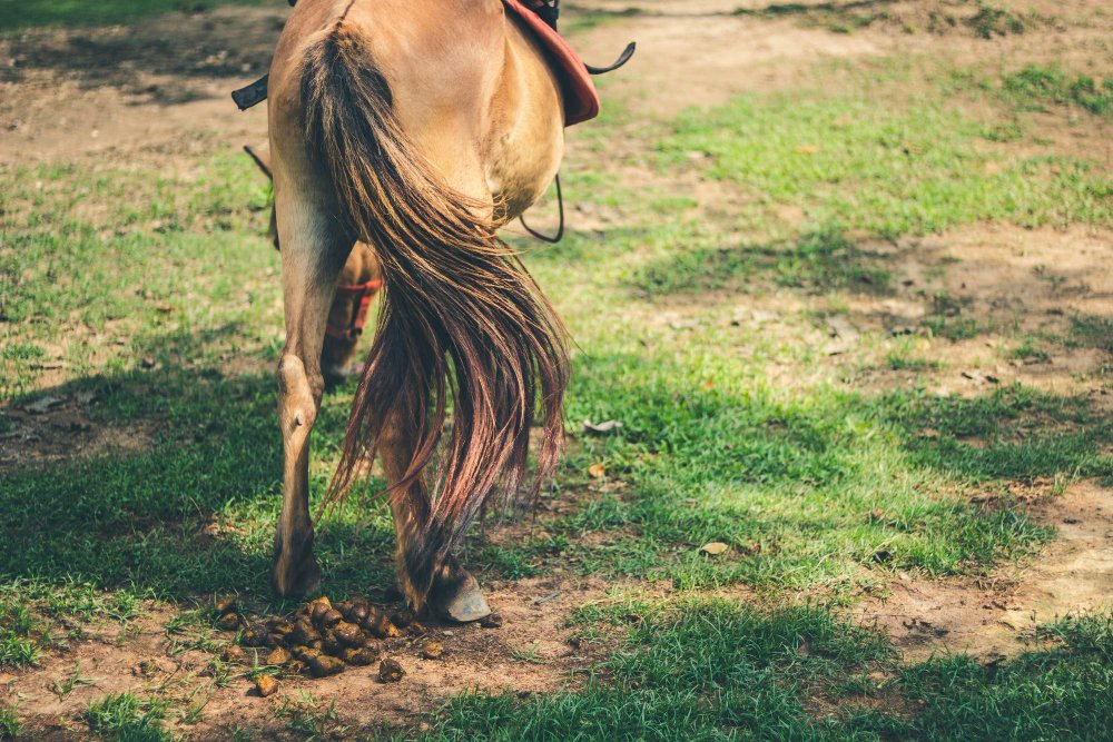 Arklio uodega: struktūra, raumenys ir komunikacinė funkcija