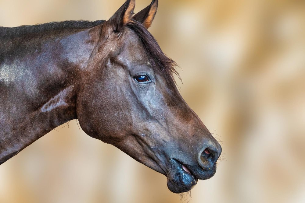 Arklio galva: anatomija, pojūčiai ir komunikacija