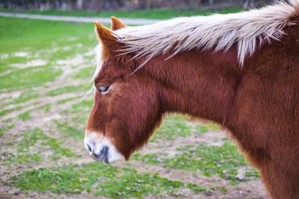 Kaip skatinti plaukų augimą: praktinės rekomendacijos