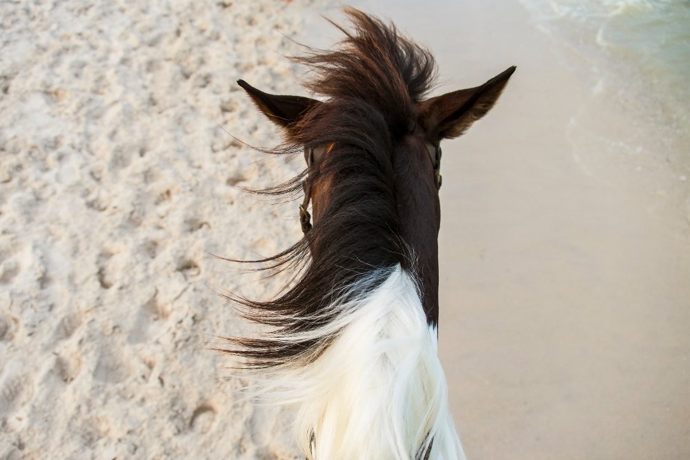 Kaip auga arklio uodegos ir karčių plaukai