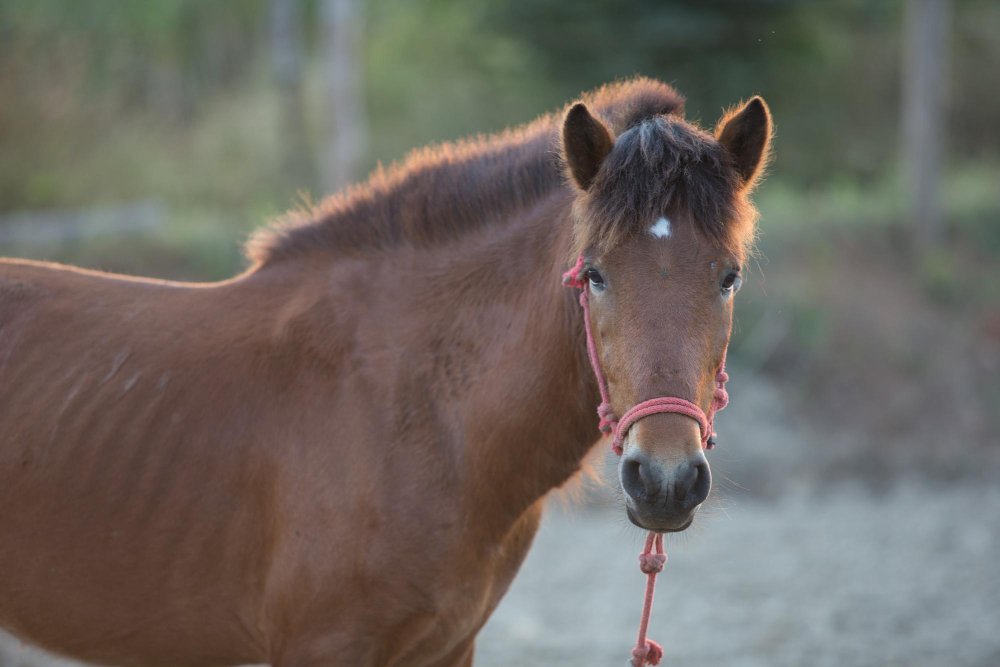 Arklio spermos kokybė ir veisimo metodai