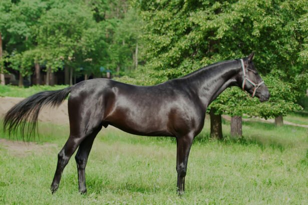 Arklio penis ir reprodukcijos ypatumai: anatomija, fiziologija ir veisimo specifika