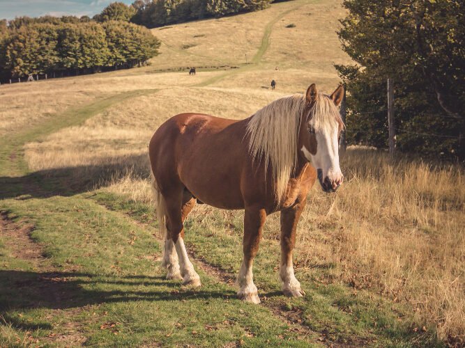 Kaip veikia arklio reprodukcinė sistema