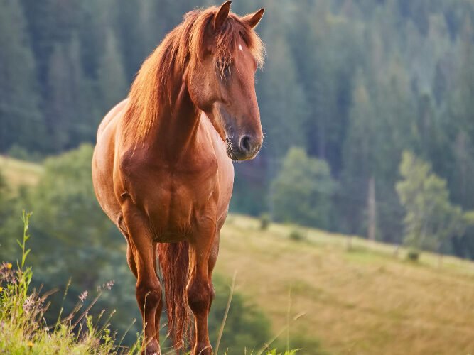 Dažniausios reprodukcinės sveikatos problemos