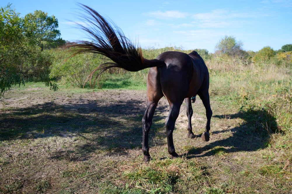 Kas lemia gražius, sveikus karčius ir uodegą