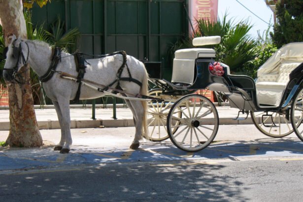 Arklio vežimas: tradicinė transporto priemonė ir jos reikšmė kultūroje