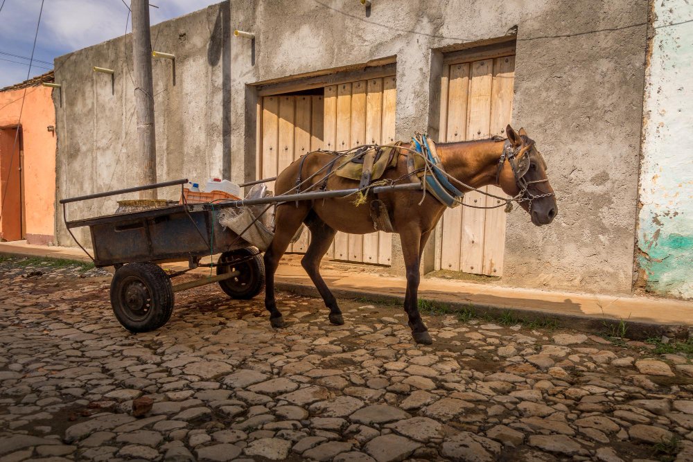 Arklio vežimas šiandien: tarp paveldo ir šiuolaikinių funkcijų