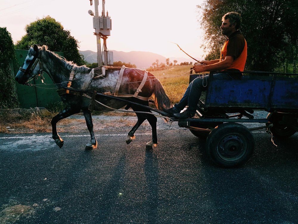 Žemės ūkis ir arklio vežimas: nepakeičiama darbo jėga