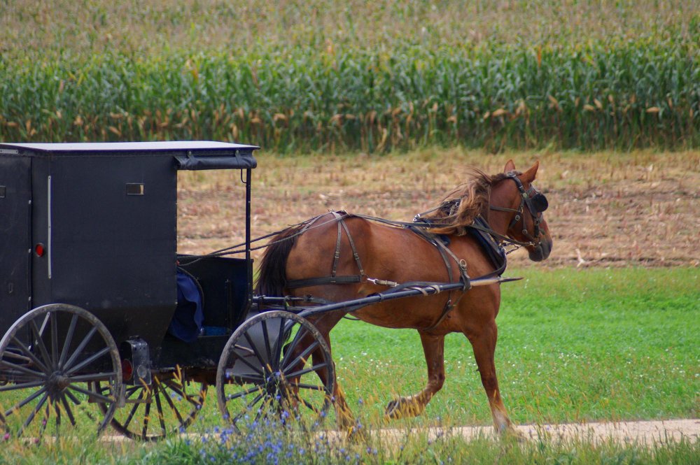 Daugiau nei transporto priemonė