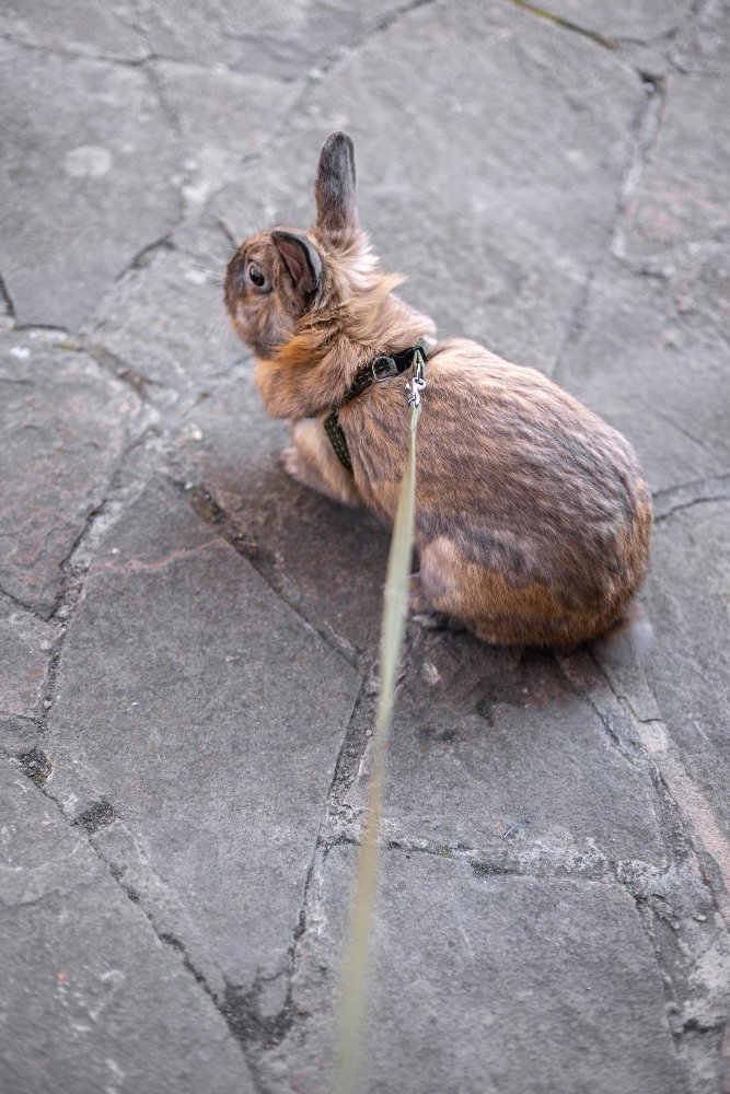 Didžiųjų triušių temperamentas ir elgsena