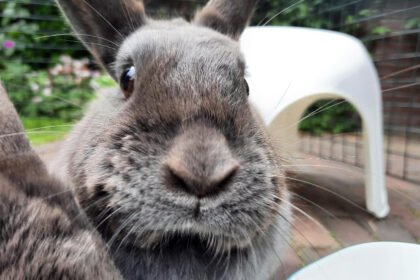 Didieji triušiai: populiariausios veislės ir jų ypatumai