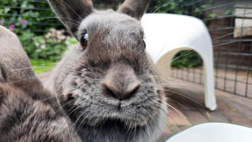 Didieji triušiai: populiariausios veislės ir jų ypatumai