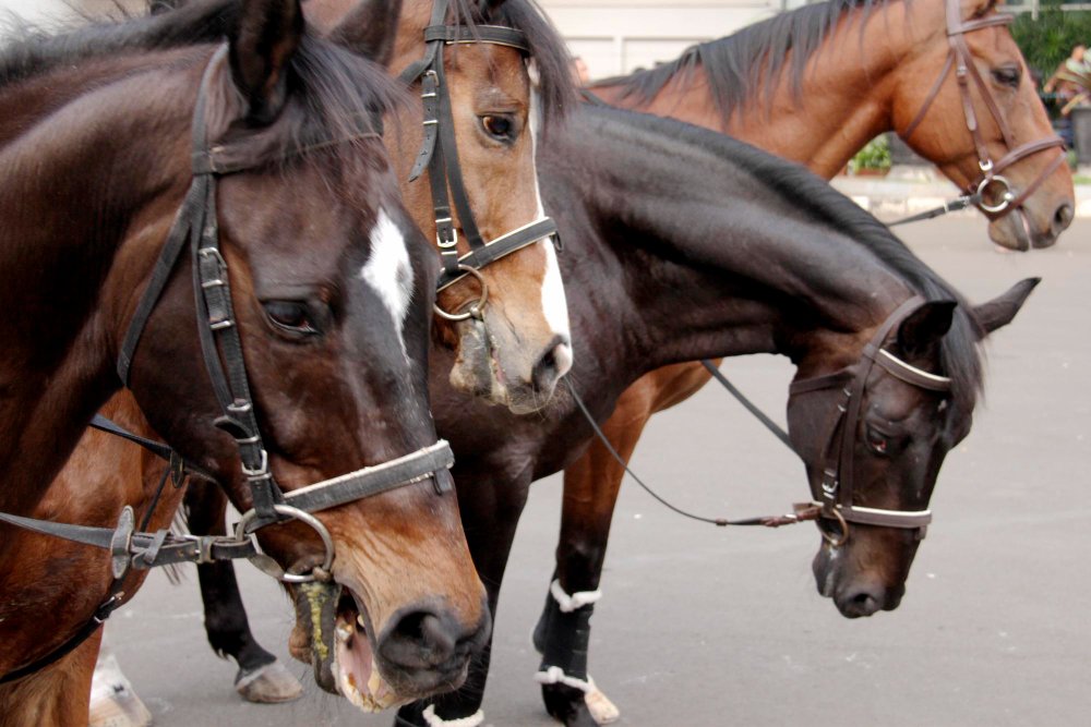 Mityba ir šėrimo rekomendacijos grynakraujams jojamiesiems