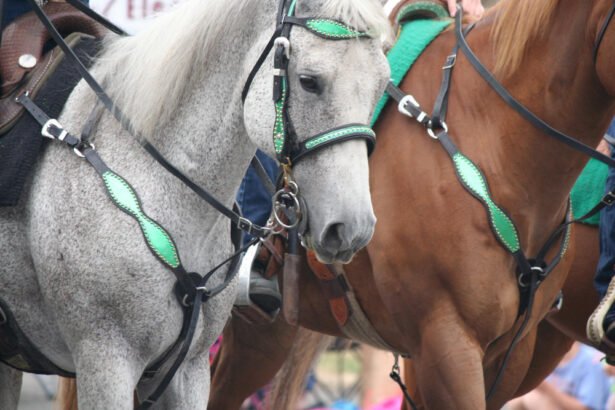 Grynakraujai jojamieji arkliai: sportui, varžyboms ir žirgynams