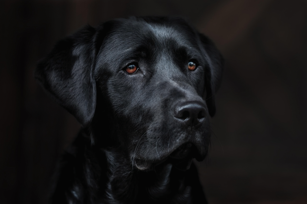 Draugiškiausios šunų veislės: TOP 10 mylinčių ir švelnių kompanionų