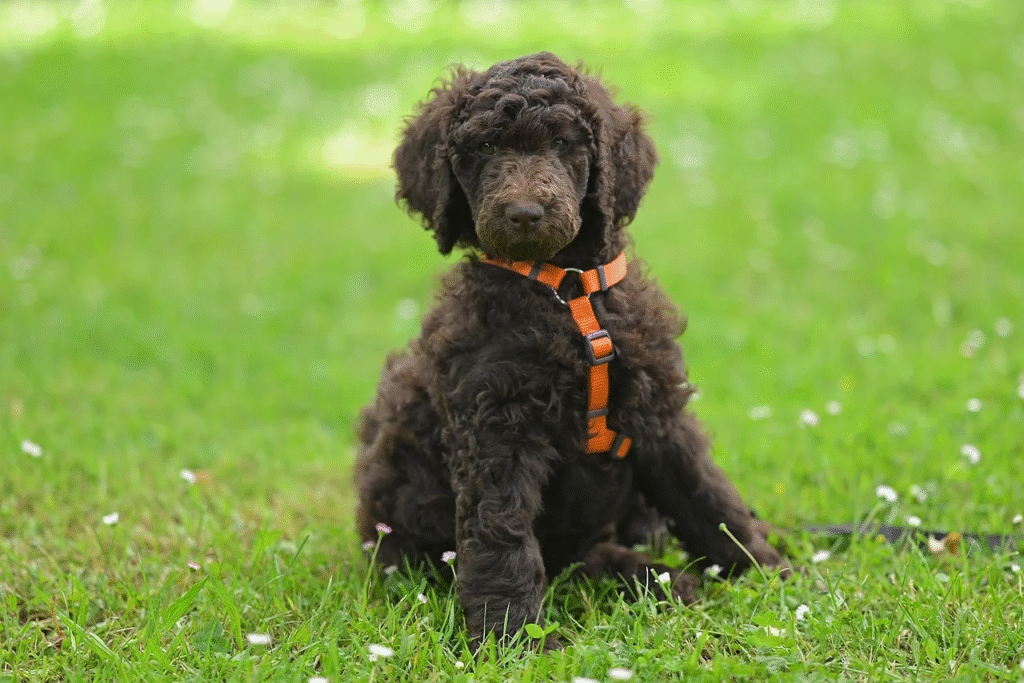 Draugiškiausios šunų veislės: TOP 10 mylinčių ir švelnių kompanionų