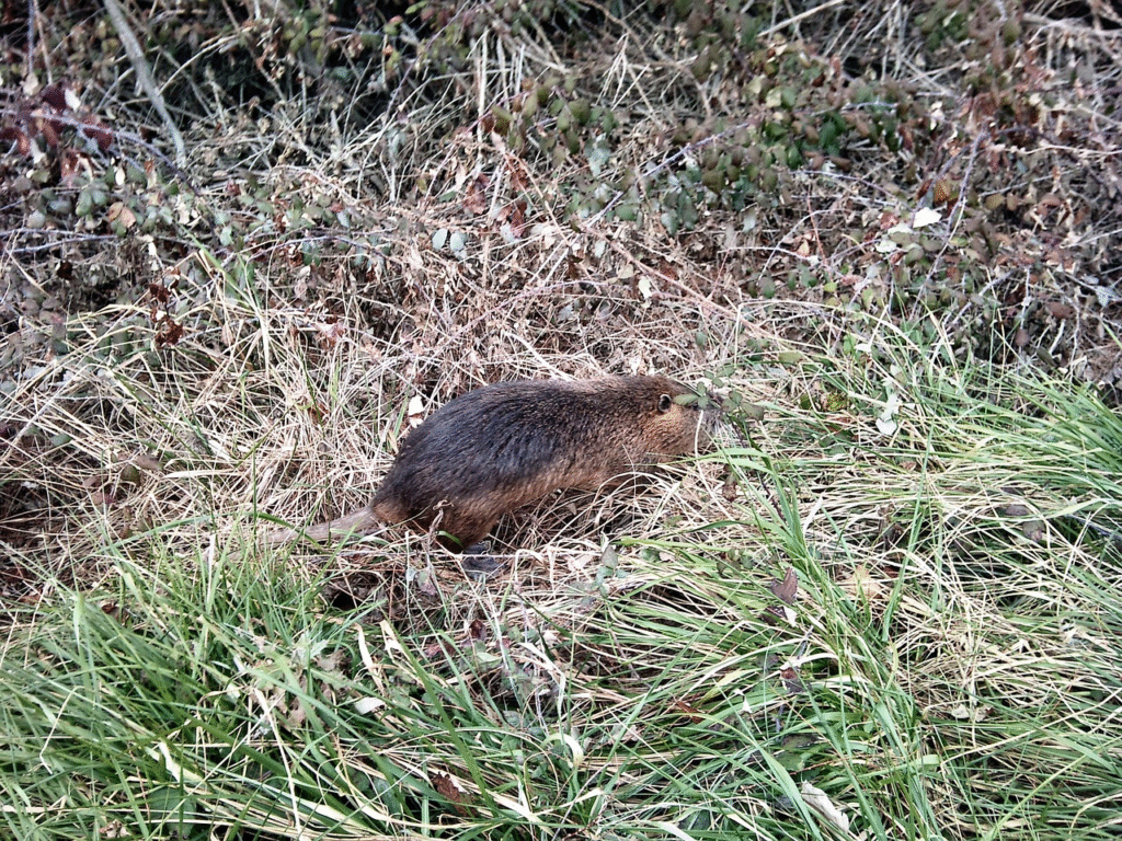 Visos žiurkių rūšys: išsamus aprašymas ir skirtumai