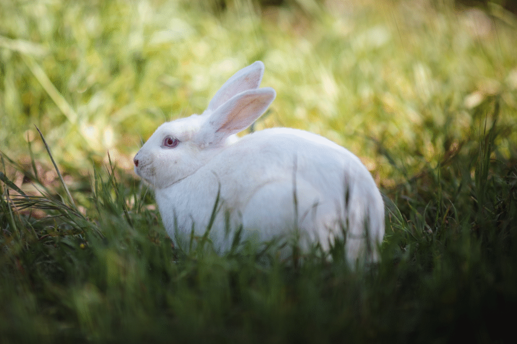 Dekoratyviniai triušiai: populiariausios veislės ir priežiūra