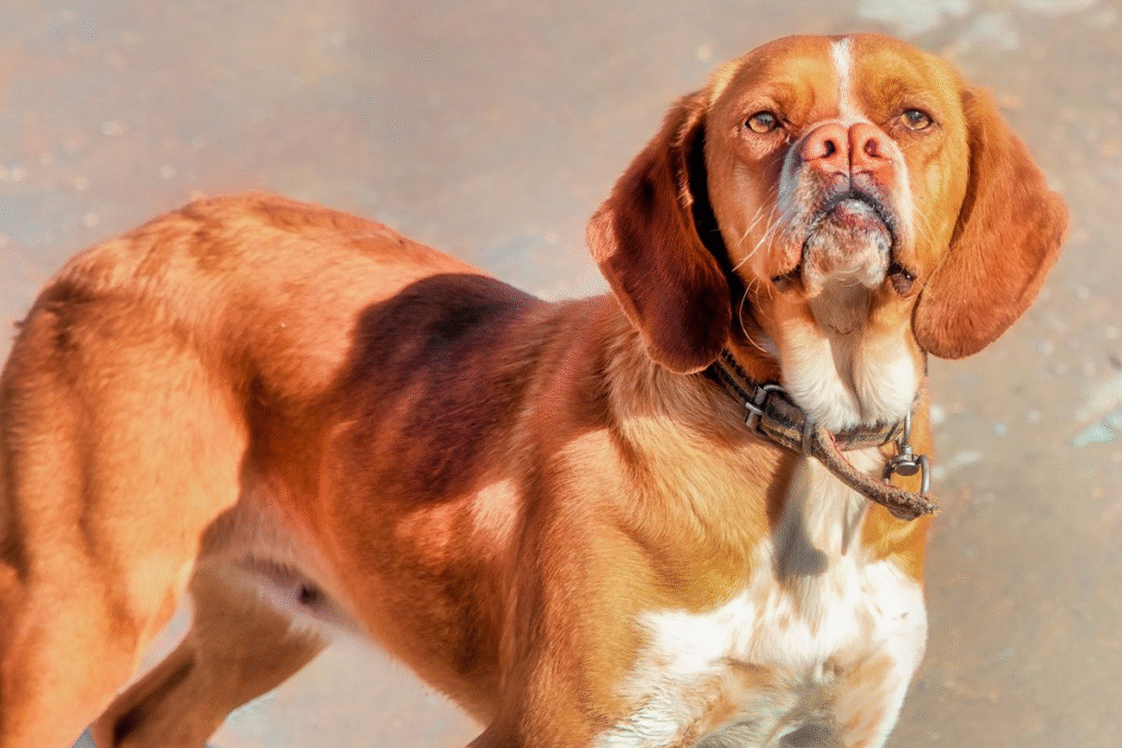 Retos šunų veislės: paslaptingos ir mažai žinomos rūšys