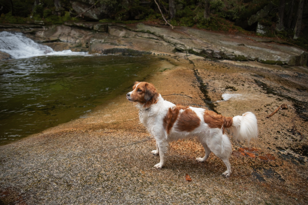 Retos šunų veislės: paslaptingos ir mažai žinomos rūšys
