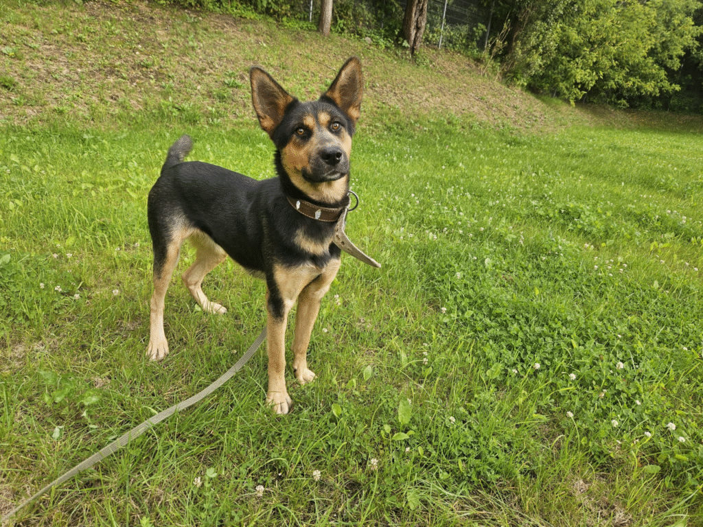 TOP 7 šunų prieglaudų Vilniuje: atiduok ir pasiimk gyvūną tinkamai!