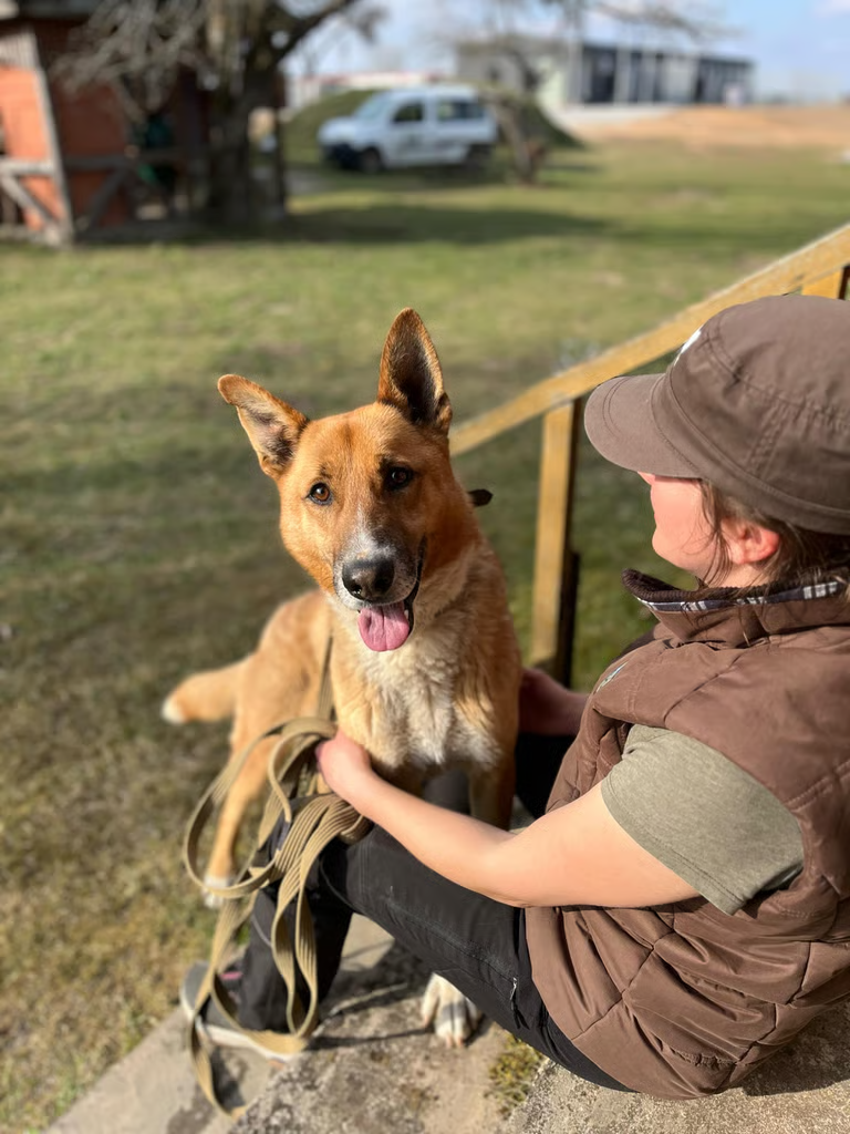 TOP 7 šunų prieglaudų Vilniuje: atiduok ir pasiimk gyvūną tinkamai!