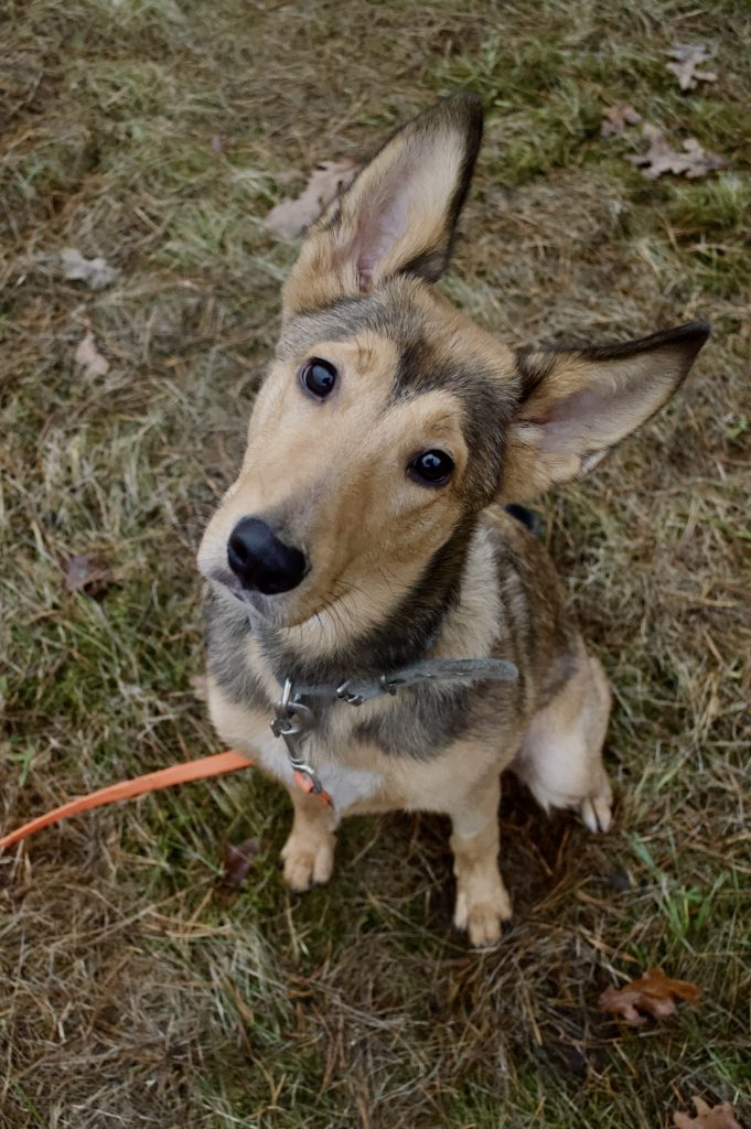 TOP 7 šunų prieglaudų Vilniuje: atiduok ir pasiimk gyvūną tinkamai!