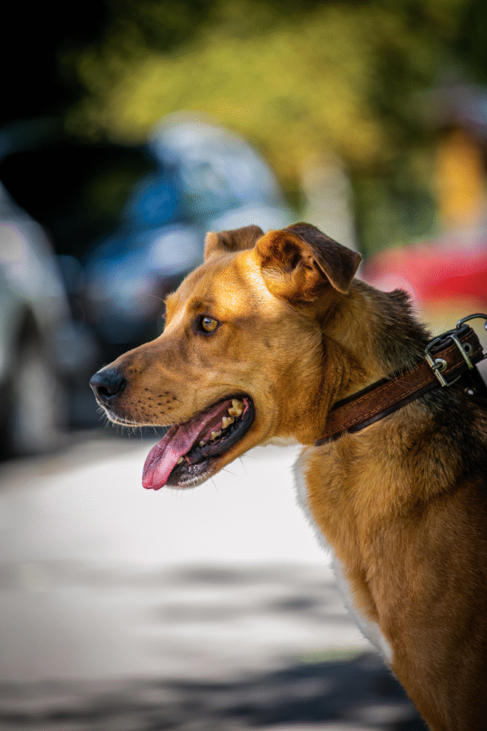 TOP 7 šunų prieglaudų Vilniuje: atiduok ir pasiimk gyvūną tinkamai!