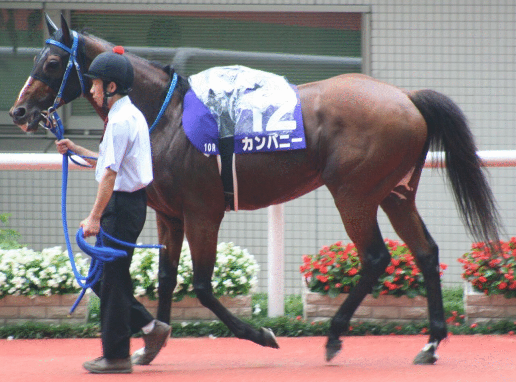 Virvė arkliui vesti ir kiti būtini žirgininkystės reikmenys