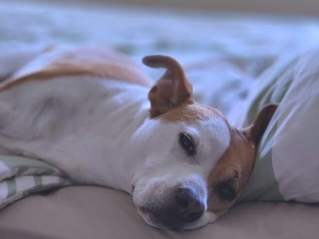 Ką galima duoti šuniui nuo skausmo – veterinarų rekomendacijos