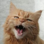 Kiek kartų per metus rujoja katės