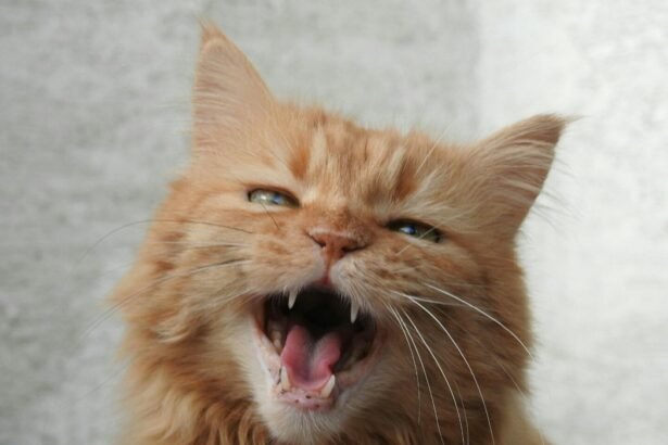 Kiek kartų per metus rujoja katės