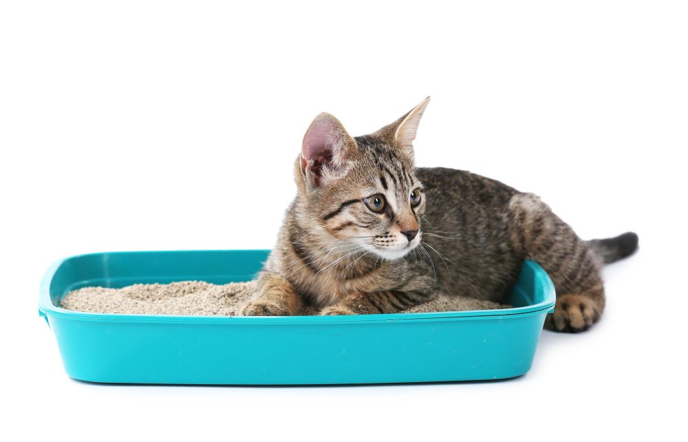 Kaip surinkti katės šlapimą tyrimams: išsamus veterinaro vadovas