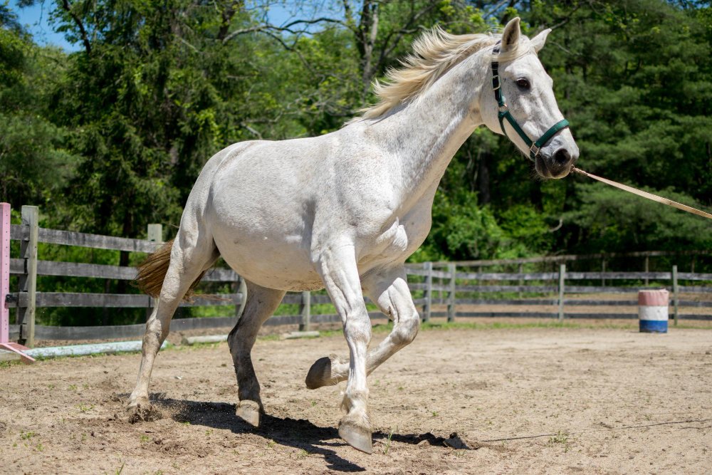 Dažniausi mitai apie arklio galią
