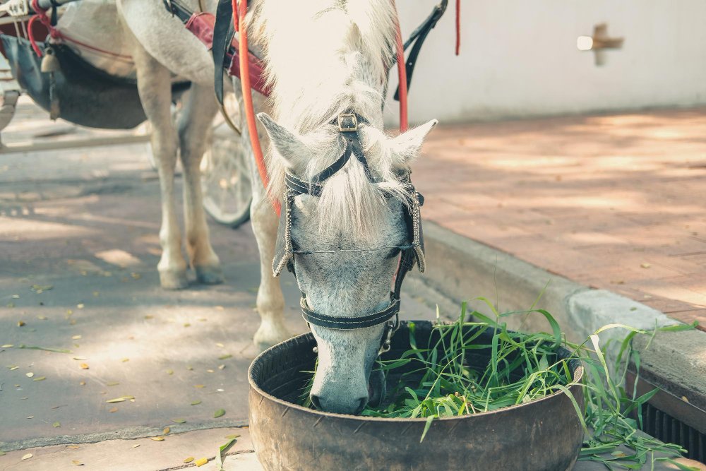 Pagrindinės įsigijimo išlaidos