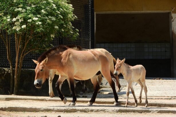 Kiek kainuoja arklys: nuo priežiūros iki įsigijimo kainos