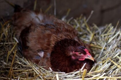 Kiek višta padeda kiaušinių per dieną? Faktai ir realūs įpročiai