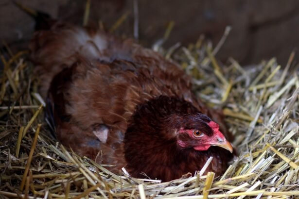 Kiek višta padeda kiaušinių per dieną? Faktai ir realūs įpročiai