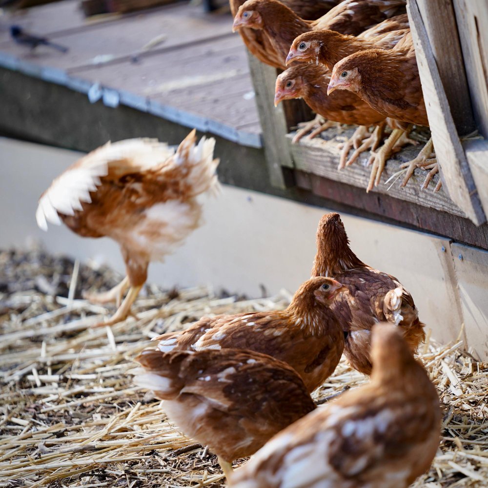 Ar įmanoma, kad višta padėtų daugiau nei vieną kiaušinį per dieną?