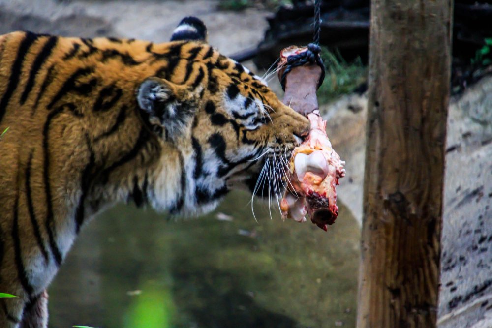 Tigro mityba nelaisvėje