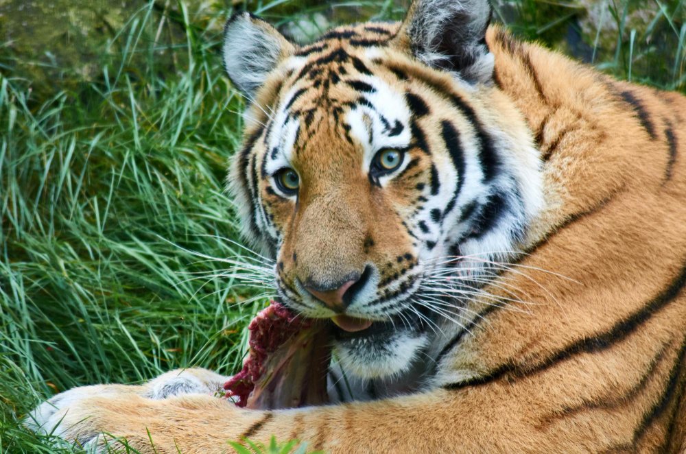 Kiek tigras suėda per dieną ir per savaitę?