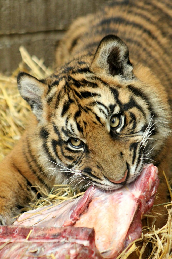 Ar tigras minta tik mėsa?