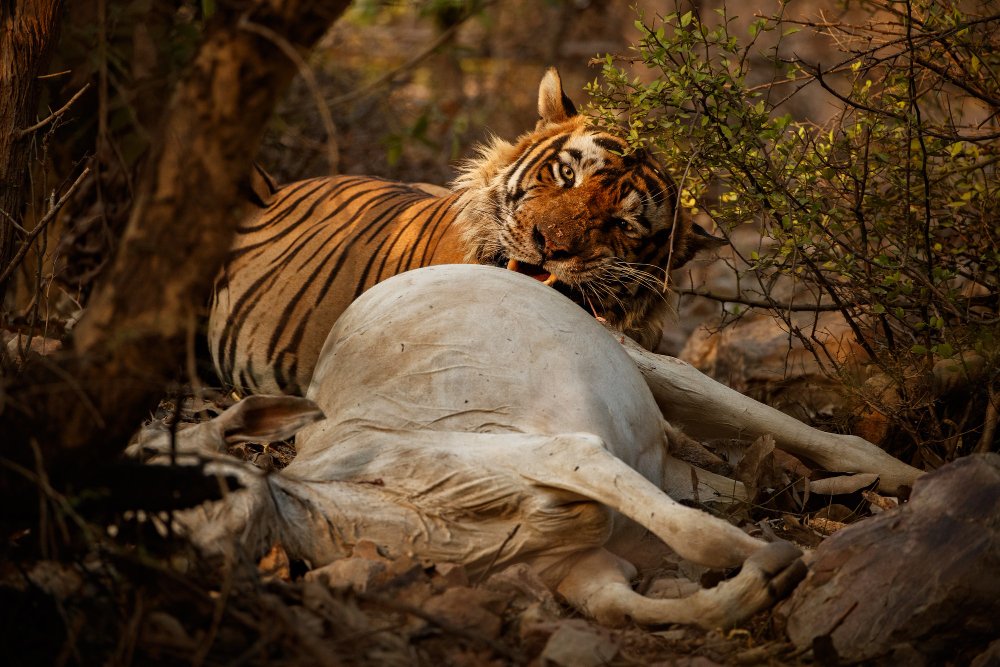 Kaip tigras dalijasi grobiu?